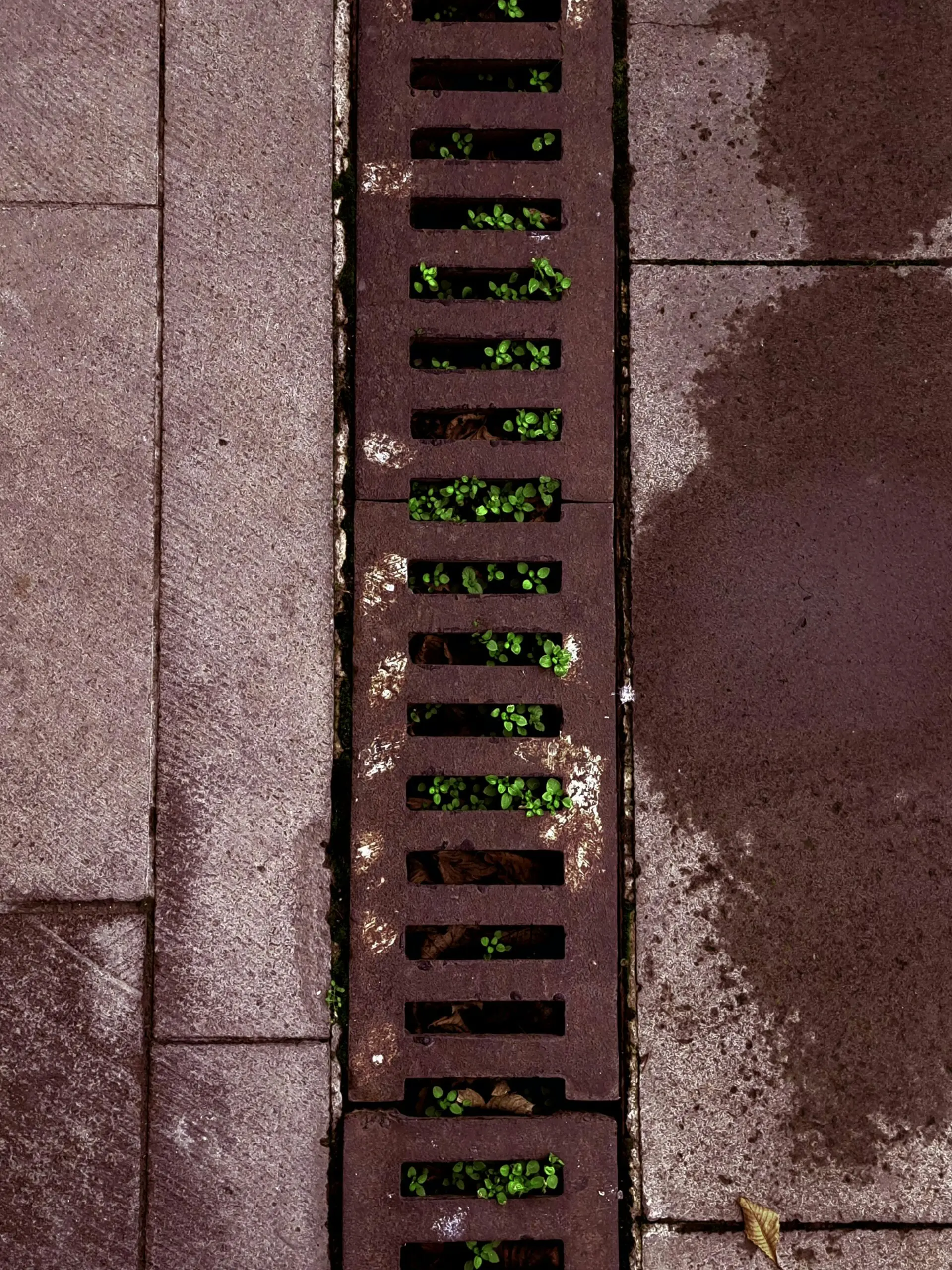 Afvoersysteem op de vloer, vies met ingegroeide planten.